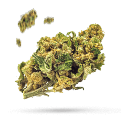 Gelato - Cannabissorte