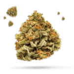 GMO Cookies - Cannabissorte