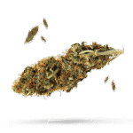 GMO Kush - Cannabissorte