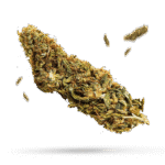 Gorilla OG - Cannabissorte