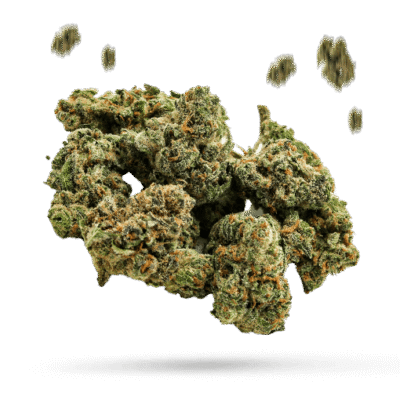 GSC - Girls Scout Cookies - Cannabissorte