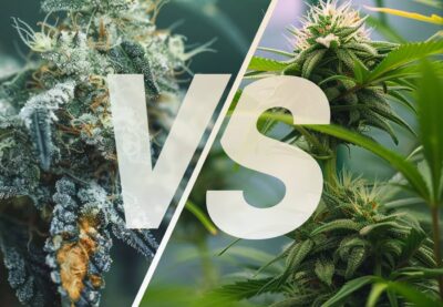 Indica vs Sativa