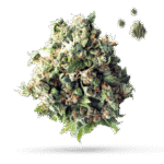 Jealousy - Cannabissorte