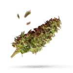 Kush Mints - Cannabissorte