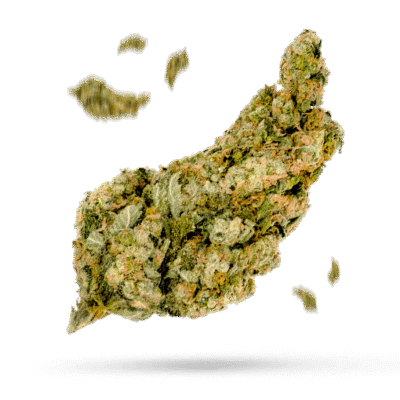 Lemon Haze - Cannabissorte