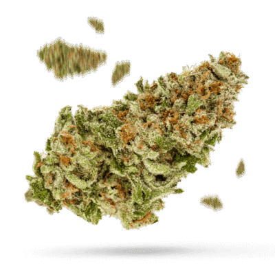 Master Kush - Cannabissorte