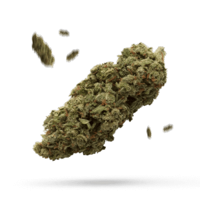 Mimosa - Cannabissorte