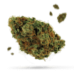 Northern Lights - Cannabissorte