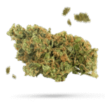 Power Plant - Cannabissorte