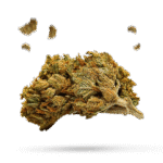 Purple Bud - Cannabissorte