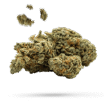 Purple Skunk - Cannabissorte