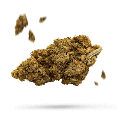 Slurricane - Cannabissorte