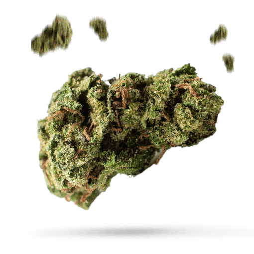 Snow Ryder - Cannabissorte