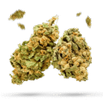 Tropic Thunder - Cannabissorte