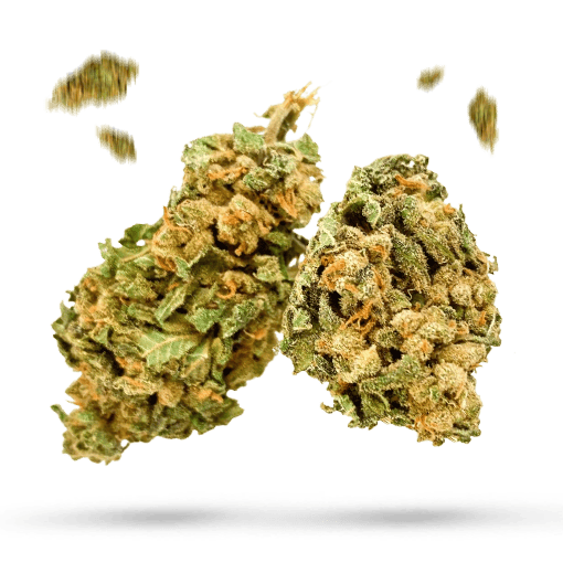 Tropic Thunder - Cannabissorte
