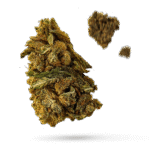 Vanilla Kush - Cannabissorte