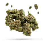 Wedding Pie - Cannabissorte