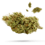 White Cheese - Cannabissorte