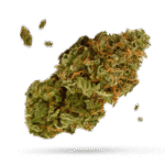 White Russian - Cannabissorte