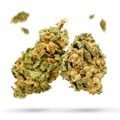 White Truffle - Cannabissorte