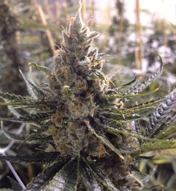 24K Gold aka Kosher Tangie - Alchimia