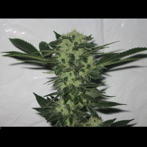 818 Headband - Alchimia