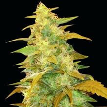 Afghan Kush - Alchimia