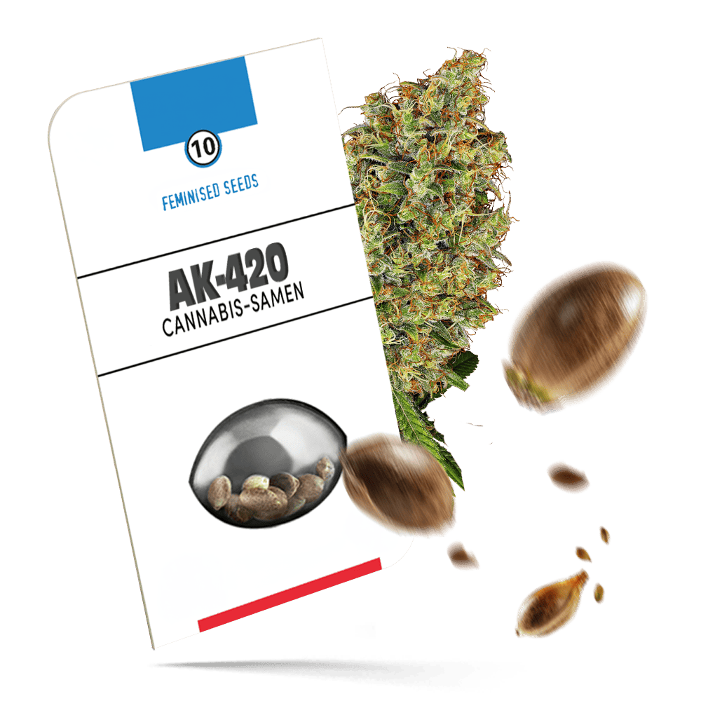 AK-420 Samen - Feminisiert - Sensi Seeds