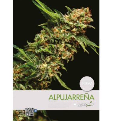 Alpujarreña - Alchimia