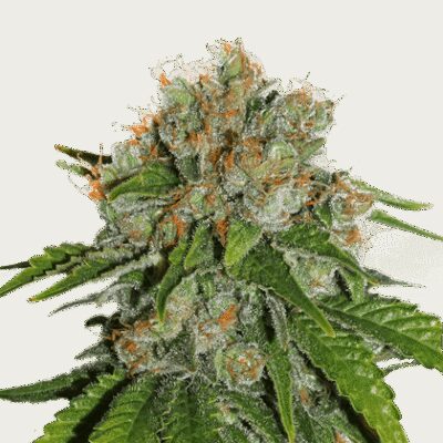 Amnesia Auto - Alchimia