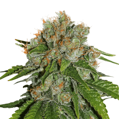 Amnesia Auto - Alchimia