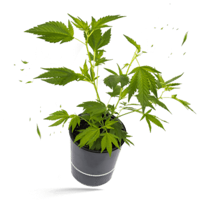 Amnesia CoreCut Steckling - Lucky Hemp