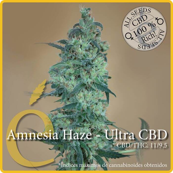 Amnesia Haze Ultra CBD - Alchimia