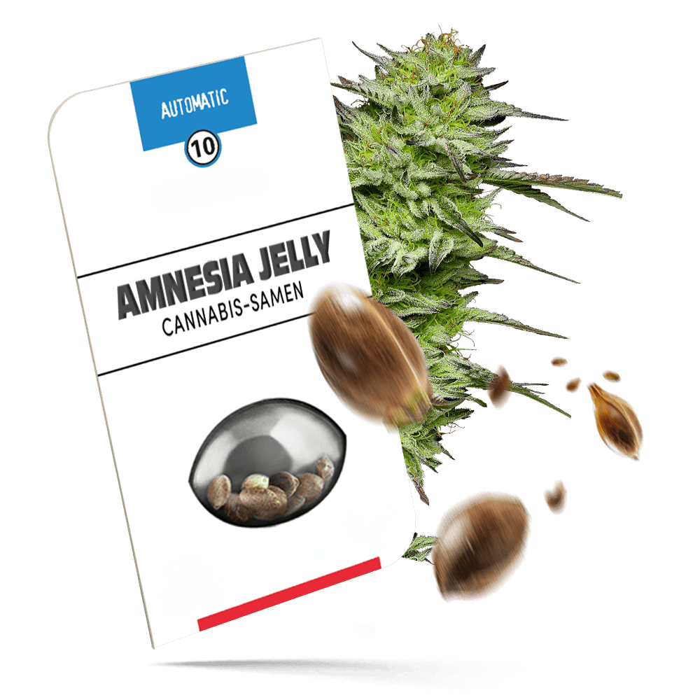 Amnesia Jelly Samen - Autoflower - Sensi Seeds