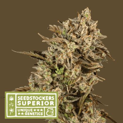 Apollo Black Cherry - Alchimia