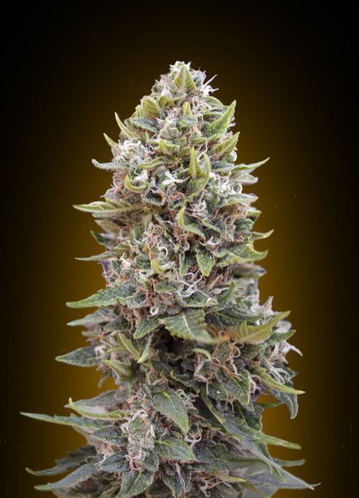 Auto Cheese Berry - Alchimia