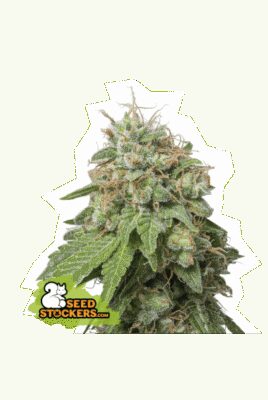 Auto Green Crack - Alchimia
