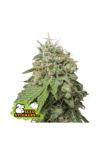 Auto Green Crack - Alchimia