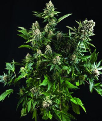 Auto White Widow - Alchimia