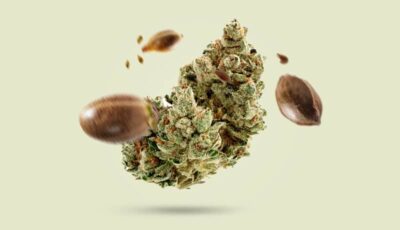 Autoflower Seeds - Produktkategorie