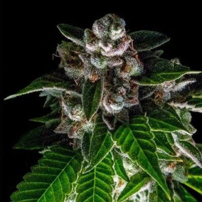 Bakers Delight - Alchimia