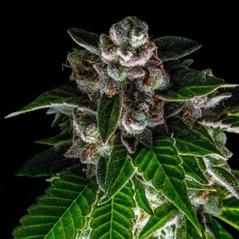 Bakers Delight - Alchimia