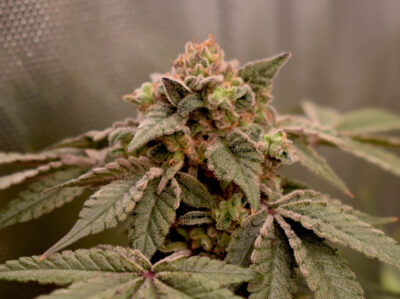 Banana Cheesecake 1 BananApple - Alchimia