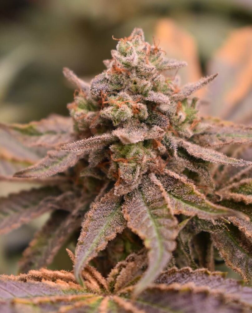 Banana Cream Pie  1 BananApple - Alchimia