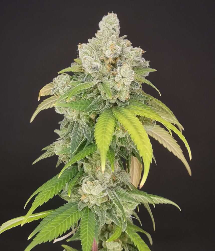 Banana Gushers 1 BananApple - Alchimia