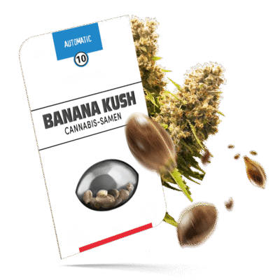 Banana Kush Cake Samen - Autoflower - Seeds24