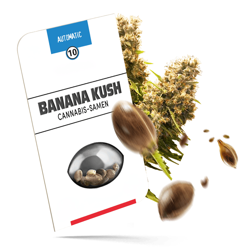 Banana Kush Cake Samen - Autoflower - Seeds24
