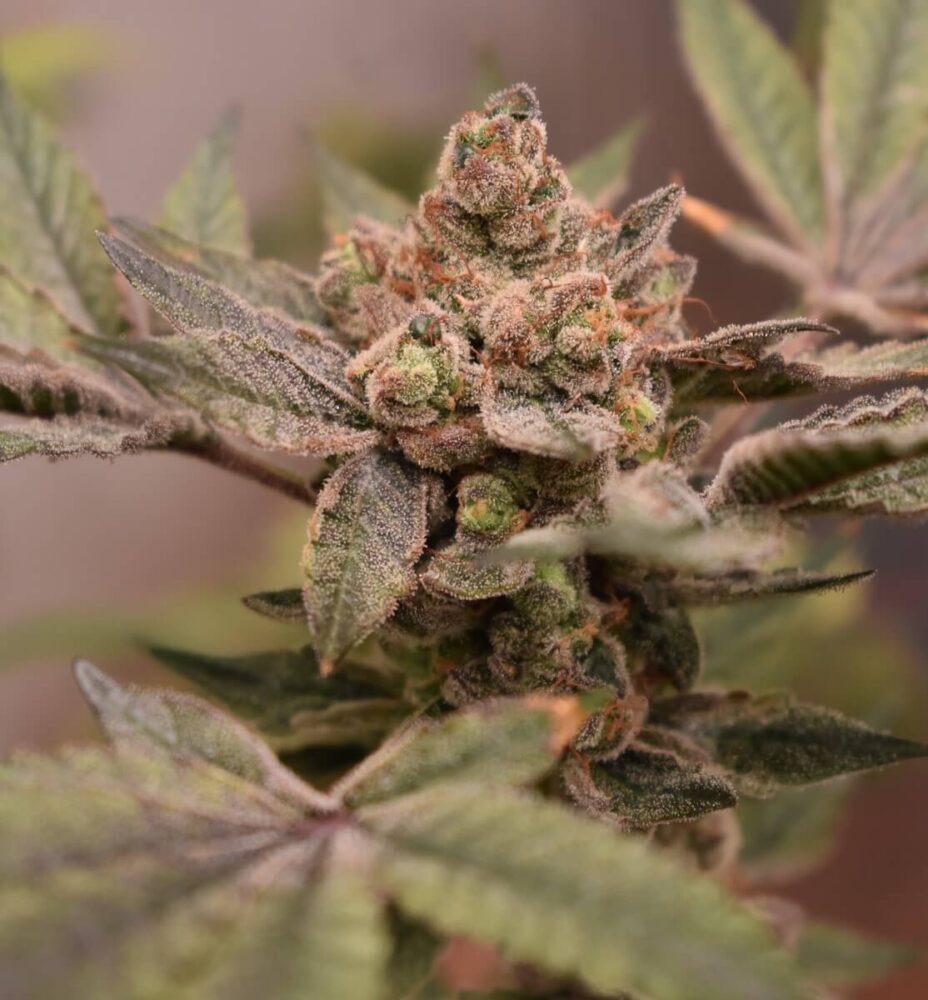 Banana Runtz 1 BananApple - Alchimia