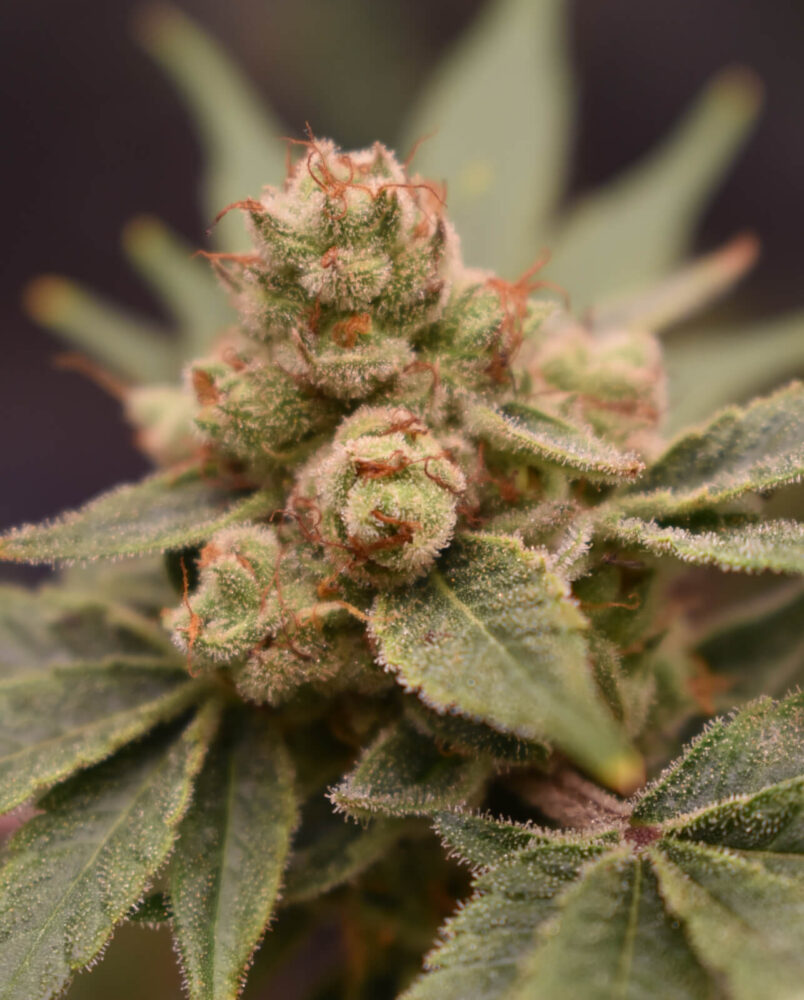 BananaZ 1 BananApple - Alchimia