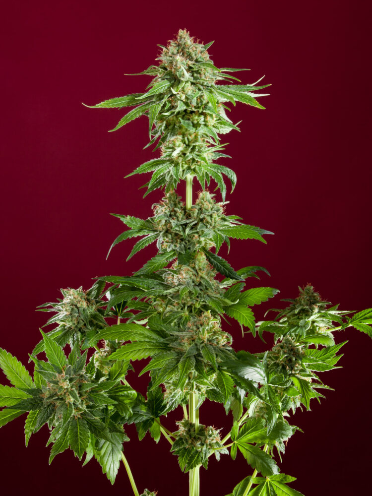 Bass Line - Alchimia